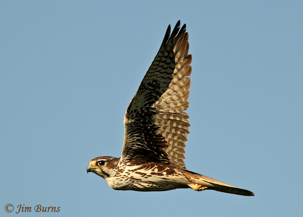 Prairie Falcon adult in flight, black axillars, full crop--0001