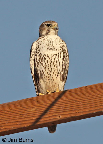 Prairie Falcon adult