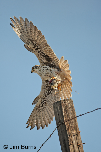 Prairie Falcon alula deployed