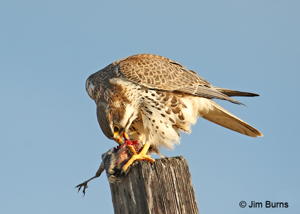 Prairie Falcon breakfast