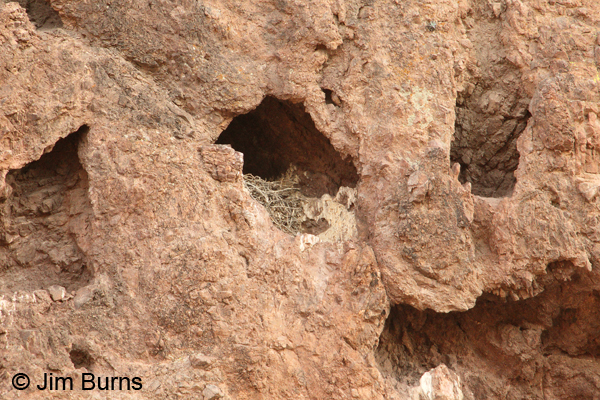 Prairie Falcon grotto nest
