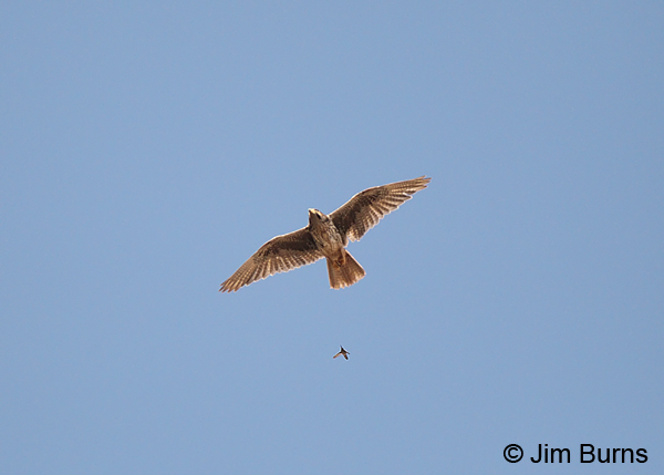 Prairie Falcon harrassed by Anna's Hummingbird
