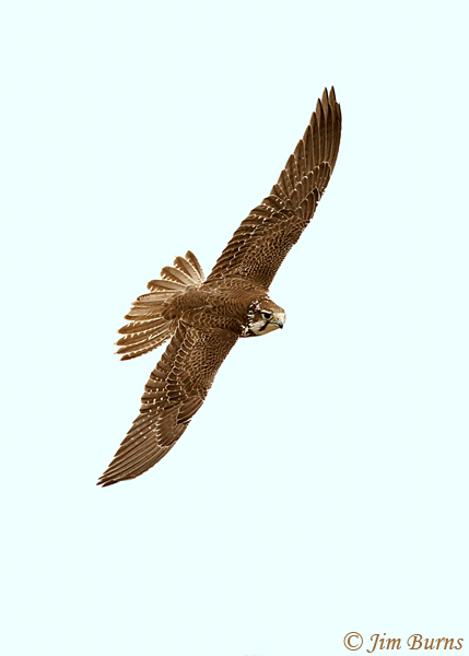 Prairie Falcon juvenile--6932