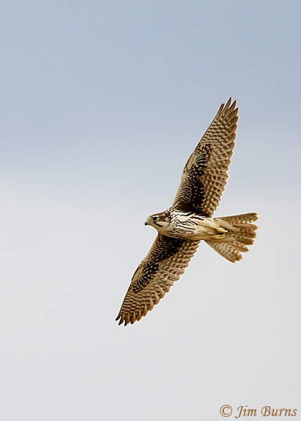 Prairie Falcon juvenile in flight--6982