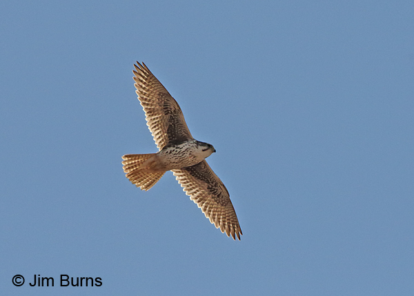 Prairie Falcon juvenile overhead