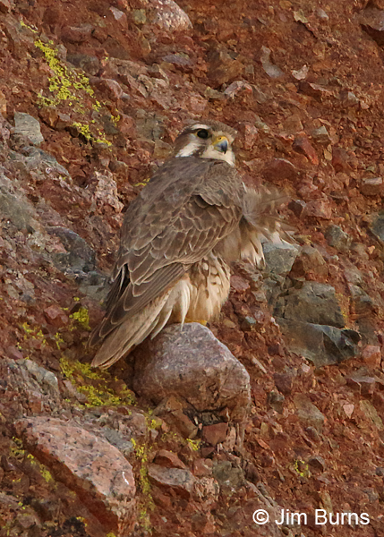 Prairie Falcon on ledge