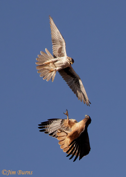 Prairie Falcon vs Red-tail Hawk--2166