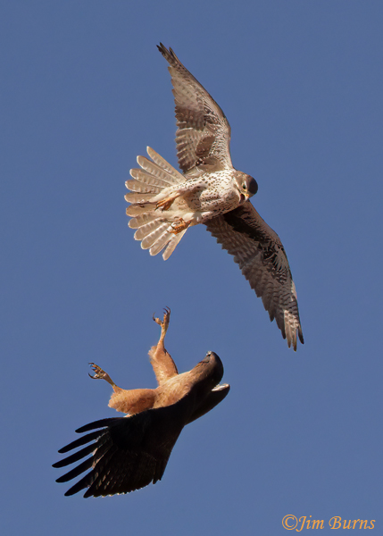 Prairie Falcon  vs Red-tailed Hawk--2167