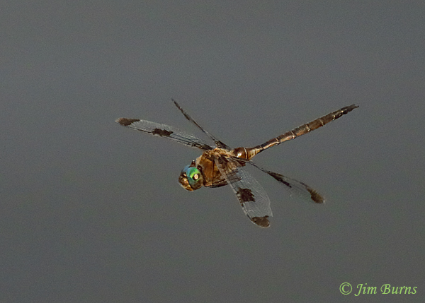 Prince Baskettail male in flight, McCurtain Co., OK, August 2019--5520
