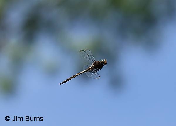 Prince Baskettail male with bee in flight, showing reduced wing markings, Door Co., WI, July 2017