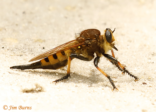 Promachus rufipes (Red-footed Cannibalfly) female, Florida--4762