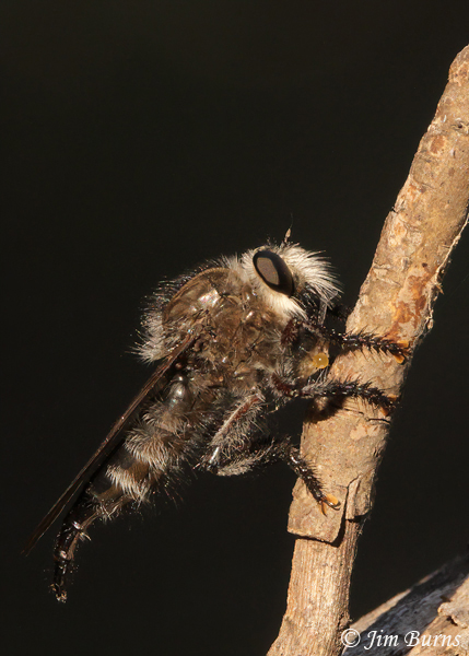 Promachus atrox female, Arizona--4952