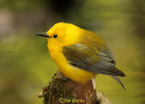 Prothonotary Warbler male on cypress knee--7724