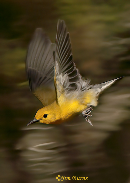 Prothonotary Warbler female in flight--8457