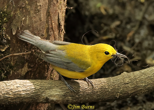 Prothonotary Warbler female with nesting material--8491