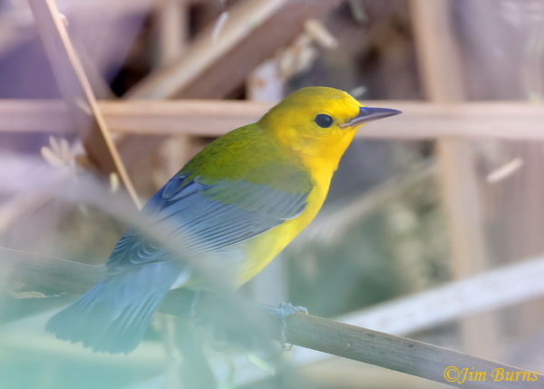 Prothonotary Warbler fall adult male--5654