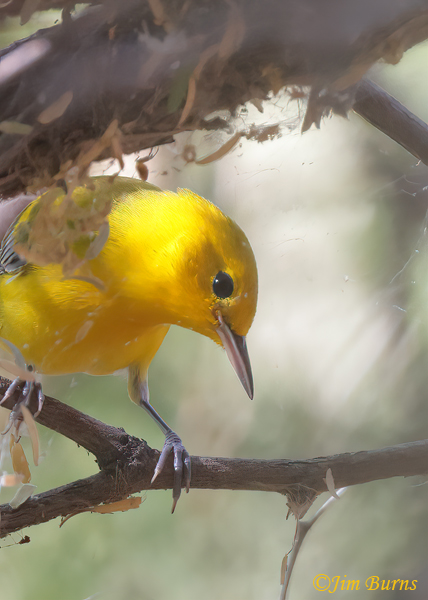 Prothonotary Warbler fall adult male head shot--5667