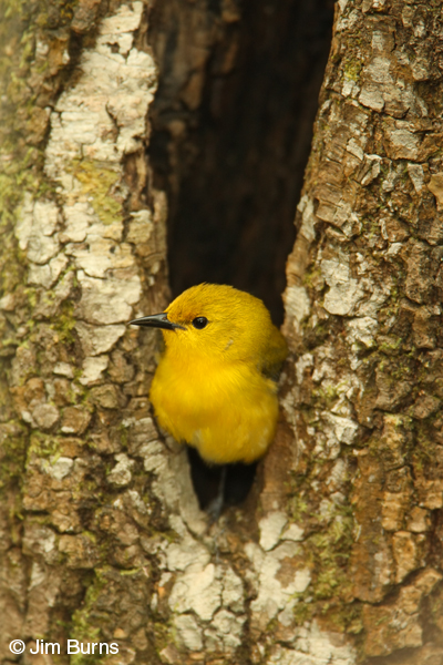 Prothontary Warbler female in nest hole