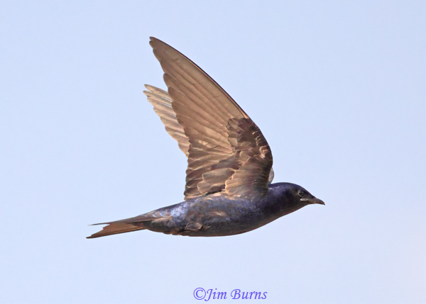 Purple Martin male in flight ventral wing--1351