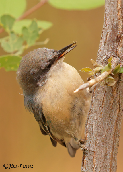 Pygmy Nuthatch with tiny insect prey--4202