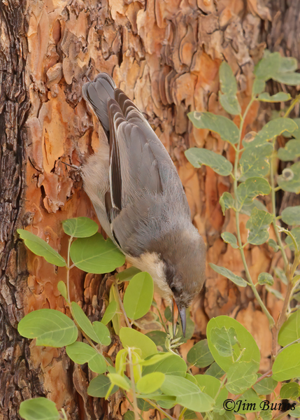 Pygmy Nuthatc gleaning for insects in foliage--4376