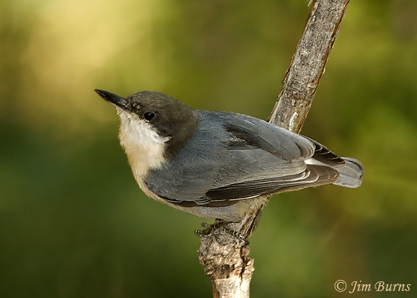 Pygmy Nuthatch ventral view #2--6420