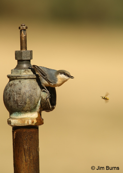 Pygmy Nuthatch and bee negotiating water rights