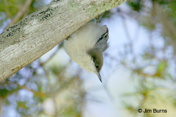 Pygmy Nuthatch in traditional pose