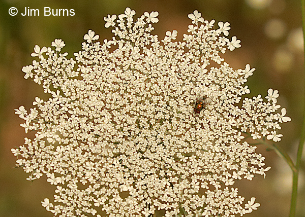 Queen Anne's Lace, Tennessee