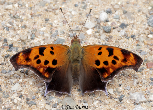 Question Mark, Michigan--7972