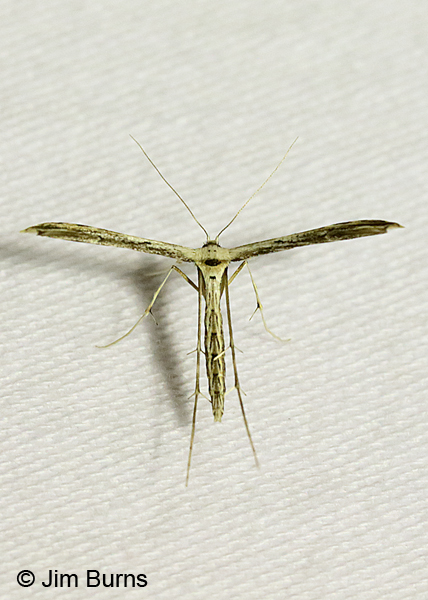 Ragweed Plume Moth, Arizona
