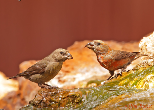 Red Crossbill juvenile (left) with adult male--4533