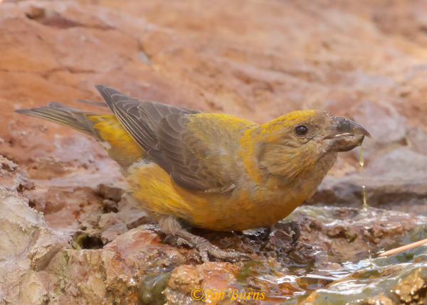 Red Crossbill first year male drinking--5442