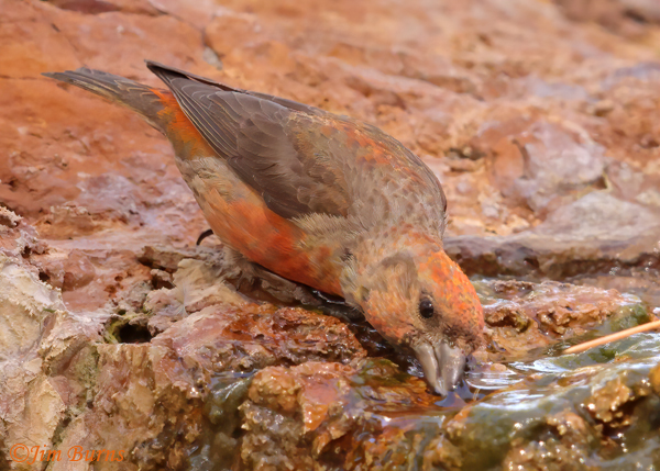 Red Crossbill male drinking #2--5463
