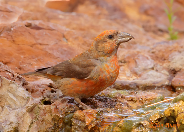 Red Crossbill adult male at waterhole--5475