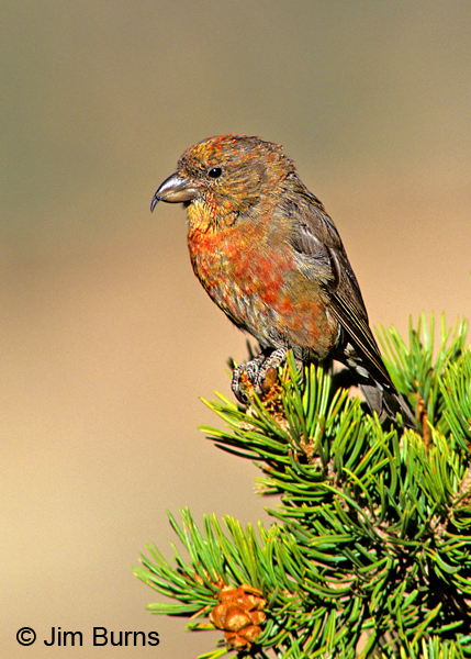 Red Crossbill adult male