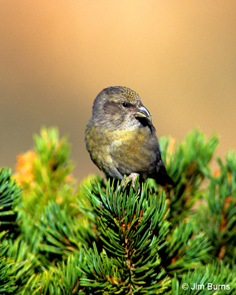 Red Crossbill adult female