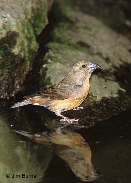 Red Crossbill first year male drinking