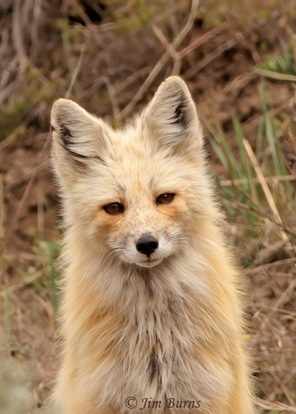 Red Fox head shot--0939