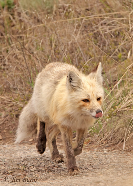 Red Fox on the prowl--0940