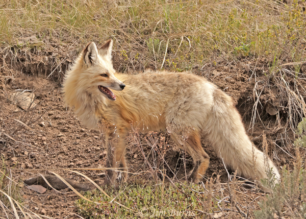Red Fox on alert--0948