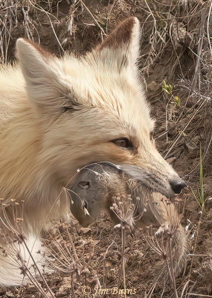 Red Fox with Wyoming Ground Squirrel close-up--0949--2