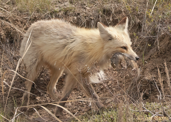 Red Fox with Wyoming Ground Squirrel--0949