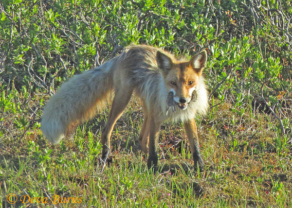 Red Fox with mouse