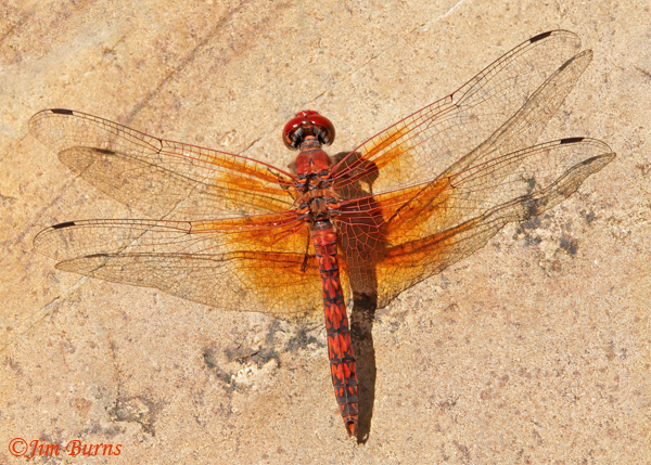 Red Rock Skimmer male wing shadow, Santa Cruz Co., AZ, October 2022--4600