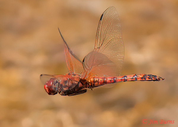 Red Rock Skimmer male in flight, Maricopa Co., AZ, April 2023--8955