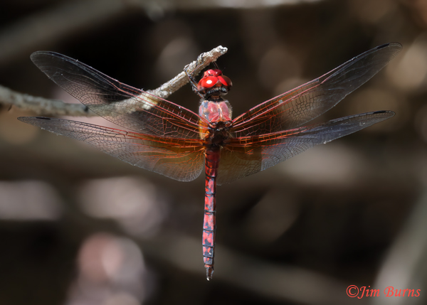 Red Rock Skimmer male, very unusually hanging up vertically in triple digit termperatures over nearly dry streambed, Cochise Co., AZ, July 2023--9795