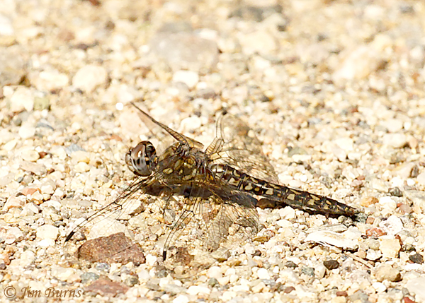 Red Rock Skimmer female perched on ground, Pinal Co., AZ, October 2018--9998