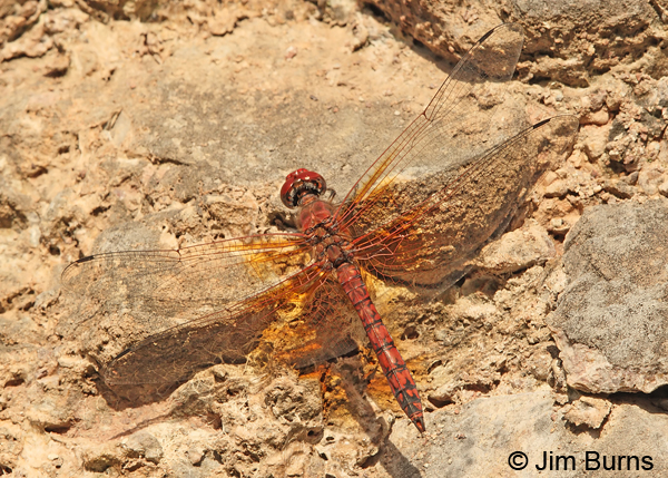 Red Rock Skimmer male dorsal view, Cochise Co., AZ, July 2013
