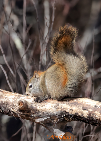 Red Squirrel exploring branch--1001